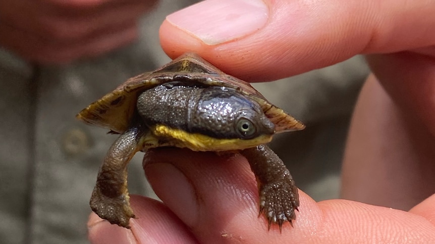 A small turtle hatchling being held between a person's fingers.