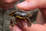 A small turtle hatchling being held between a person's fingers.