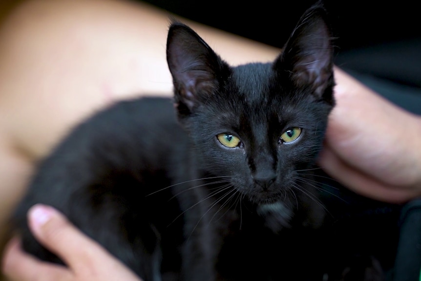 A small black cat.
