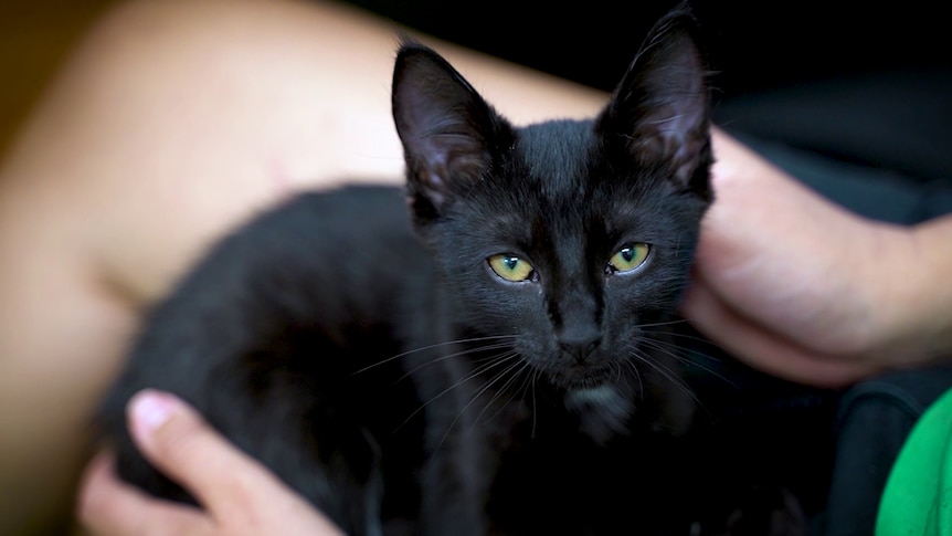 A small black cat.