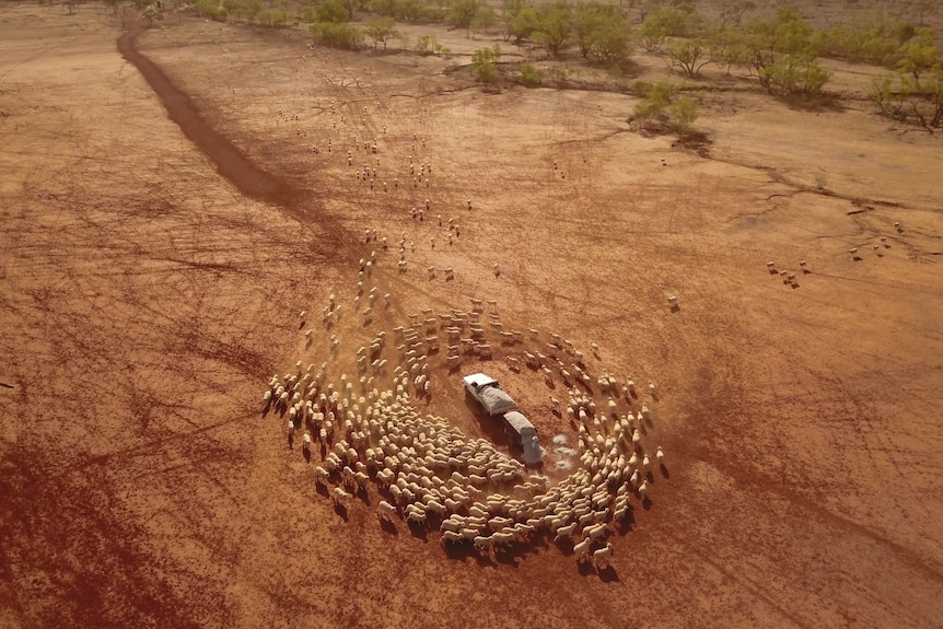 Aerial photo of sheep on red, broken landscape