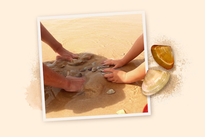 A graphic showing hands on the beach collecting pipis