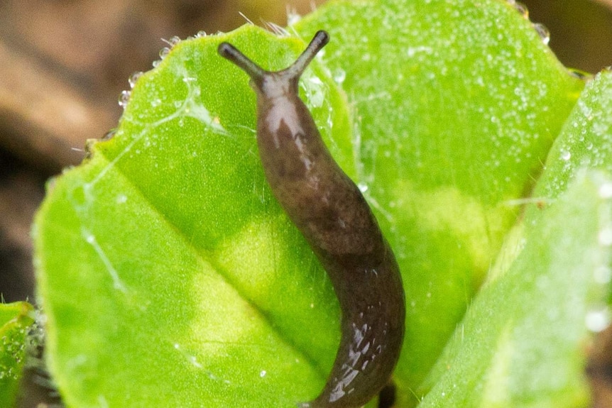 A close up of a long skinny brown slug on a green leaf.