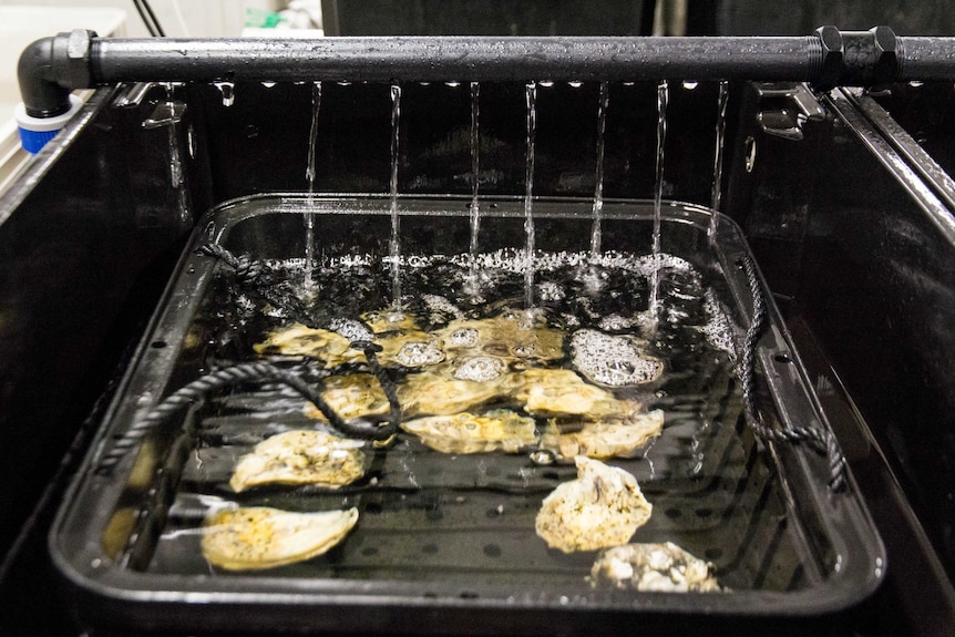 Mature oysters sit in a dish of water.