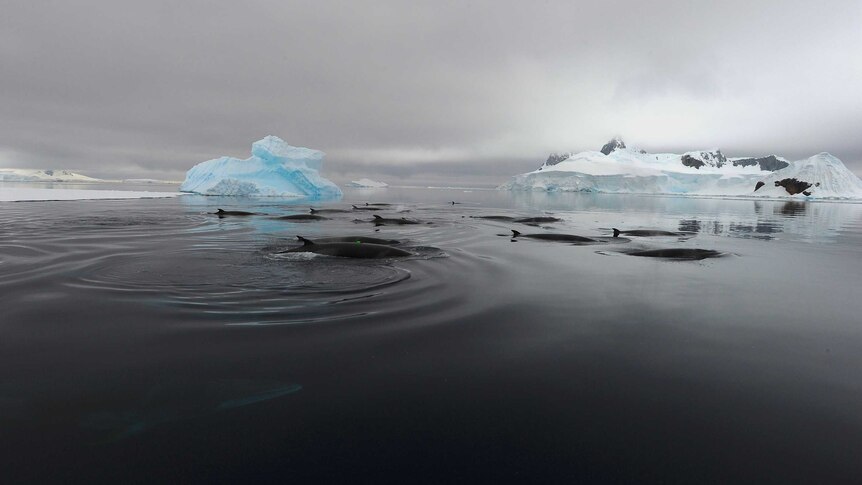 A pod of minke whales cruises the Antarctic.