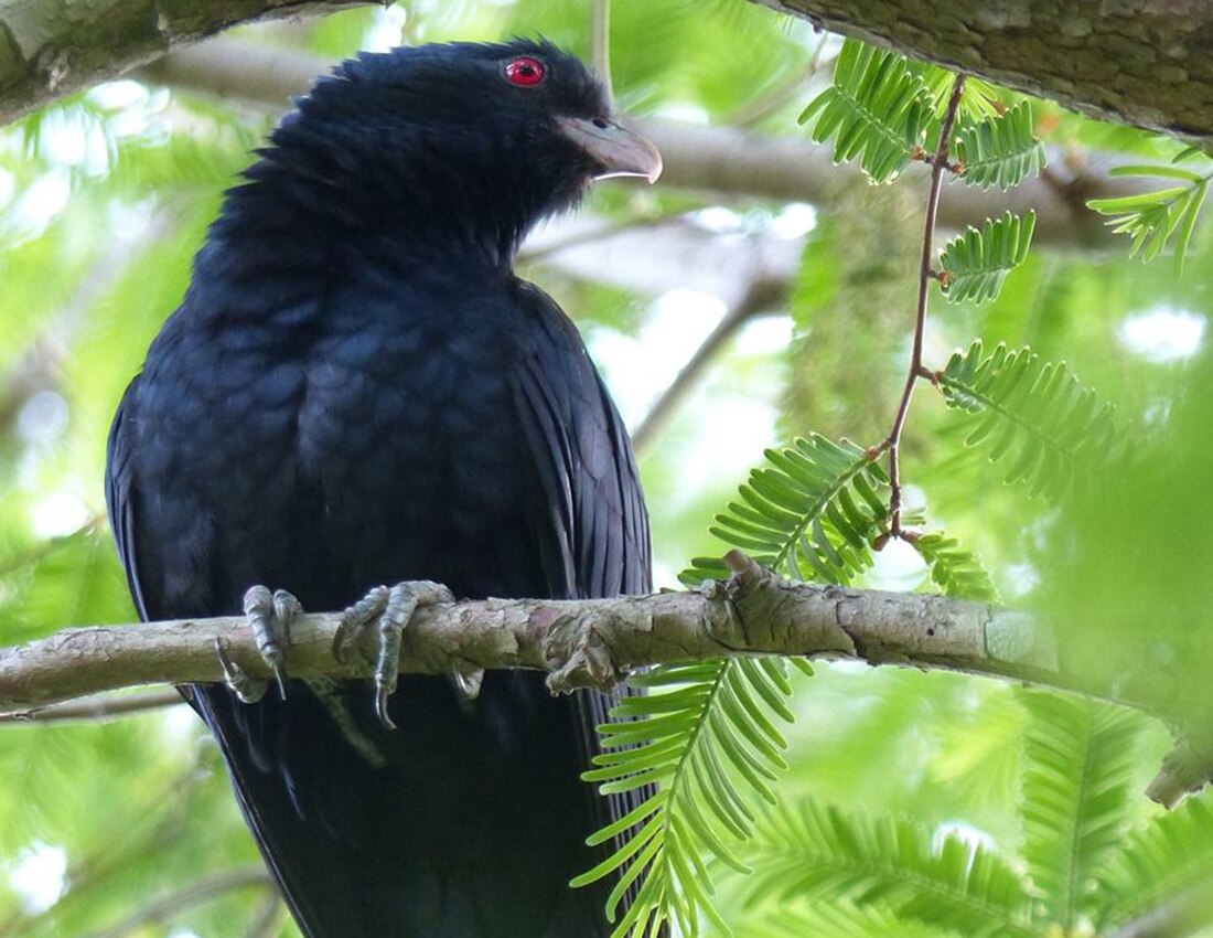 Do 'storm birds' have the ability to predict wet weather? ABC News