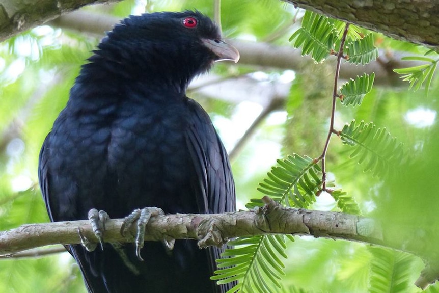 Eastern koel, known as the storm bird