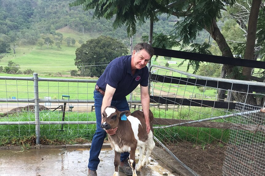 Scenic Rim dairy farmer Peter Rohan with one of his calves at Beaudesert on Queensland's Scenic Rim in June 2017