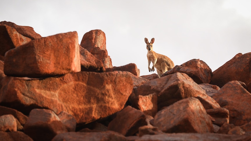 A kangaroo stands amongst a collection of the world's oldest rock art.