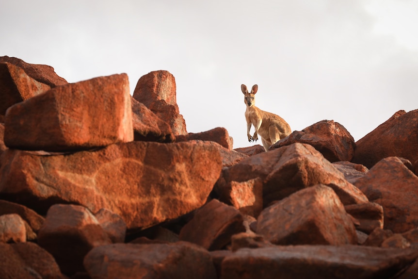 A kangaroo stands amongst a collection of the world's oldest rock art 