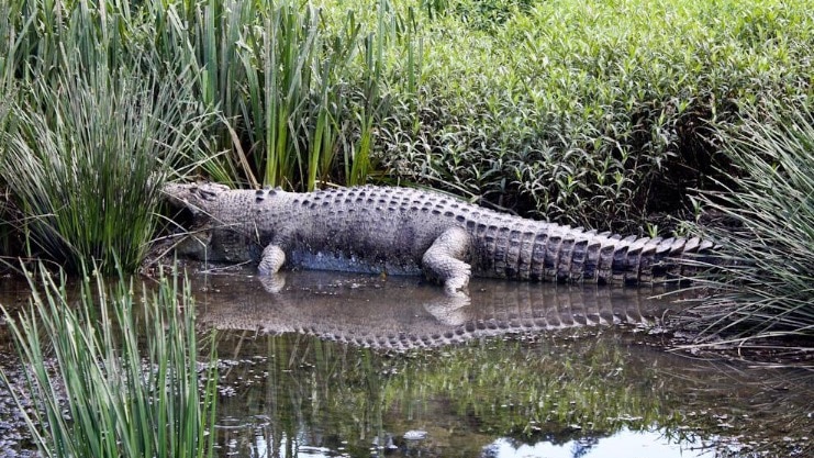 The four-metre crocodile was found near Green Patch, south of Cairns.