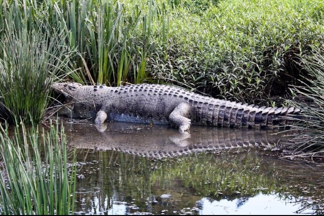 The four-metre crocodile was found near Green Patch, south of Cairns.