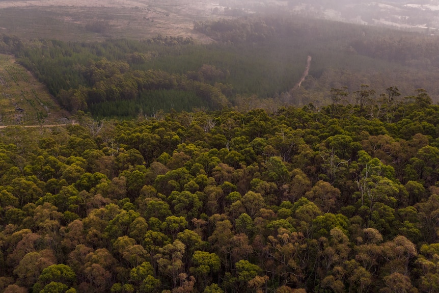 Aerial photo of forest in Tasmania.
