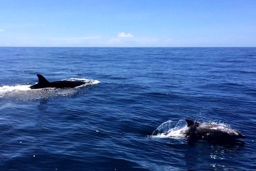 An orca plays with a bottle-nosed dolphin