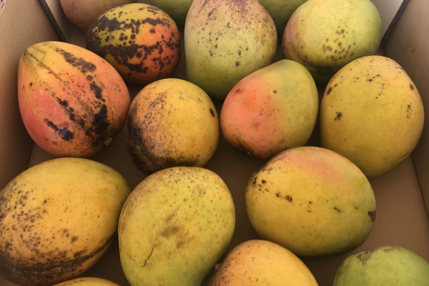 Mangoes in a tray.