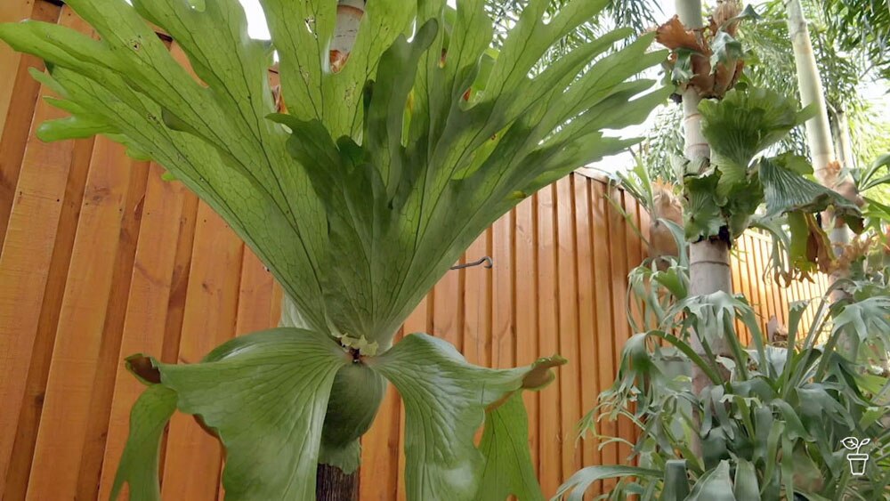 The process of dividing a staghorn fern episode artwork