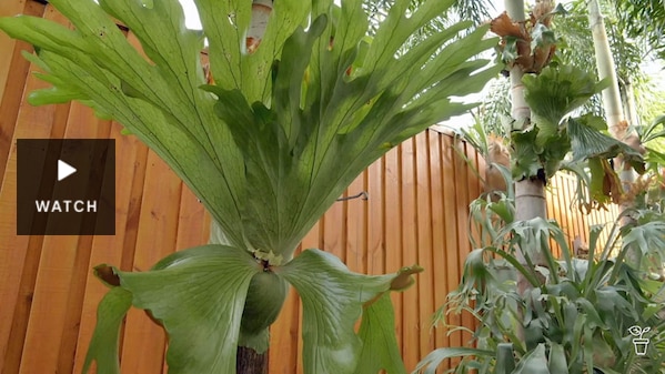 A large staghorn plant growing on a timber fence in a backyard. Has Video.