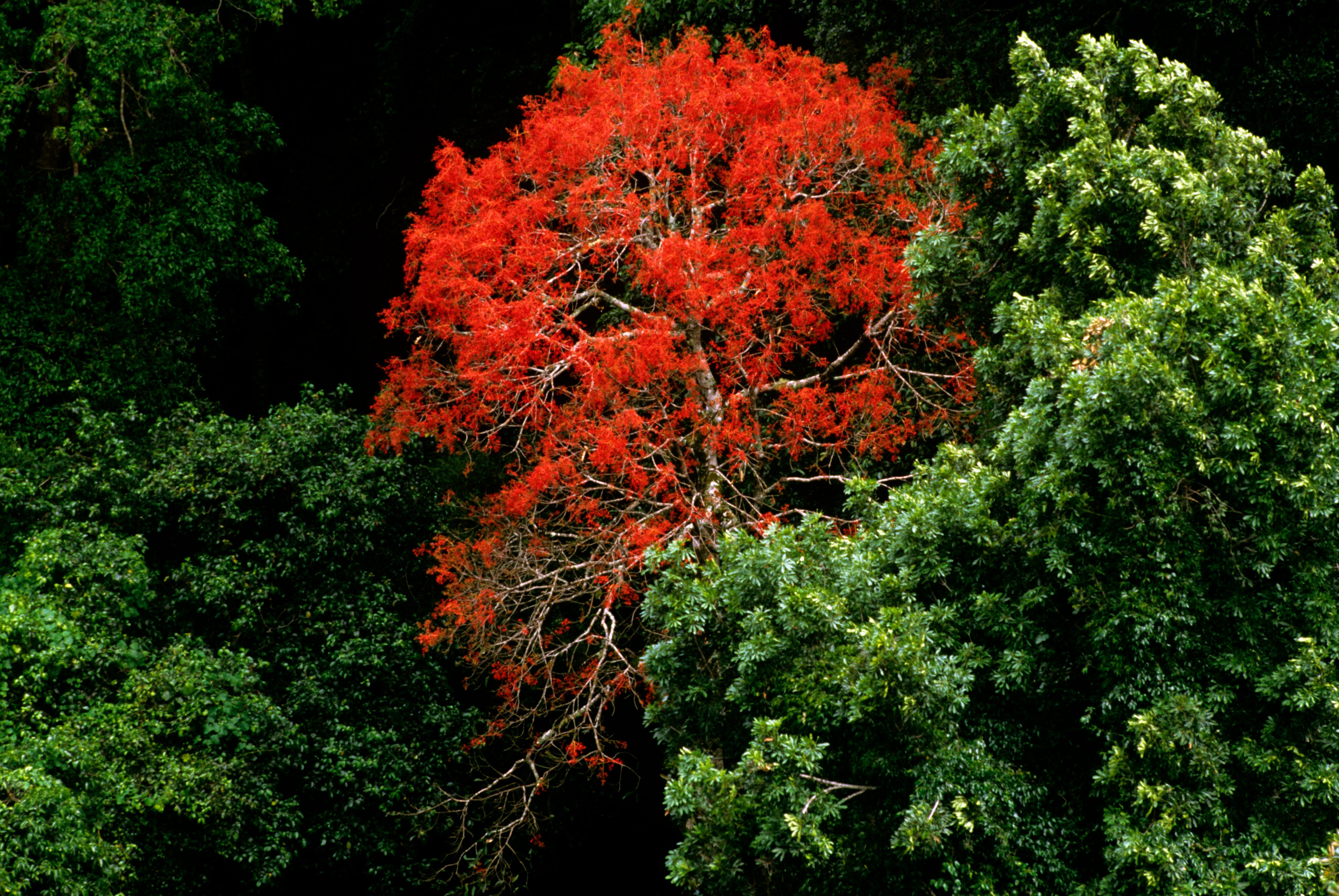 Bright red tree amidst a forest of green trees