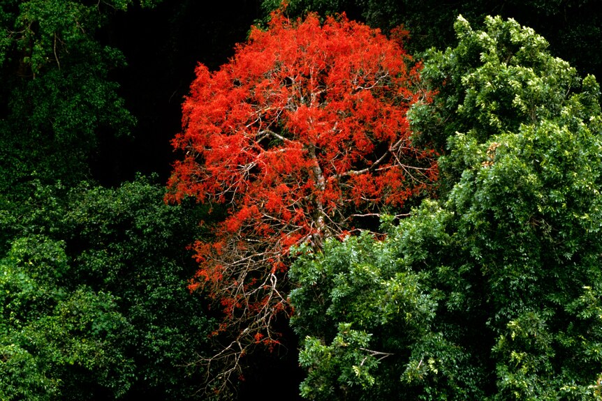Bright red tree amidst a forest of green trees