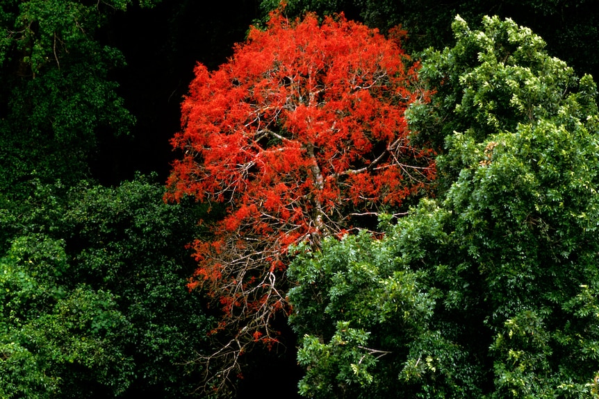 Bright red tree amidst a forest of green trees