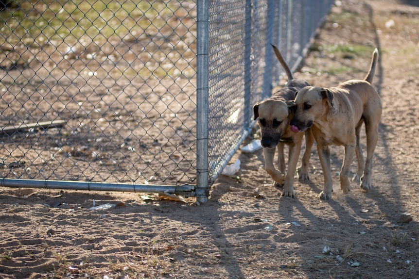 Two tan coloured, medium sized dogs walk on dusty ground outside a chain link fence.
