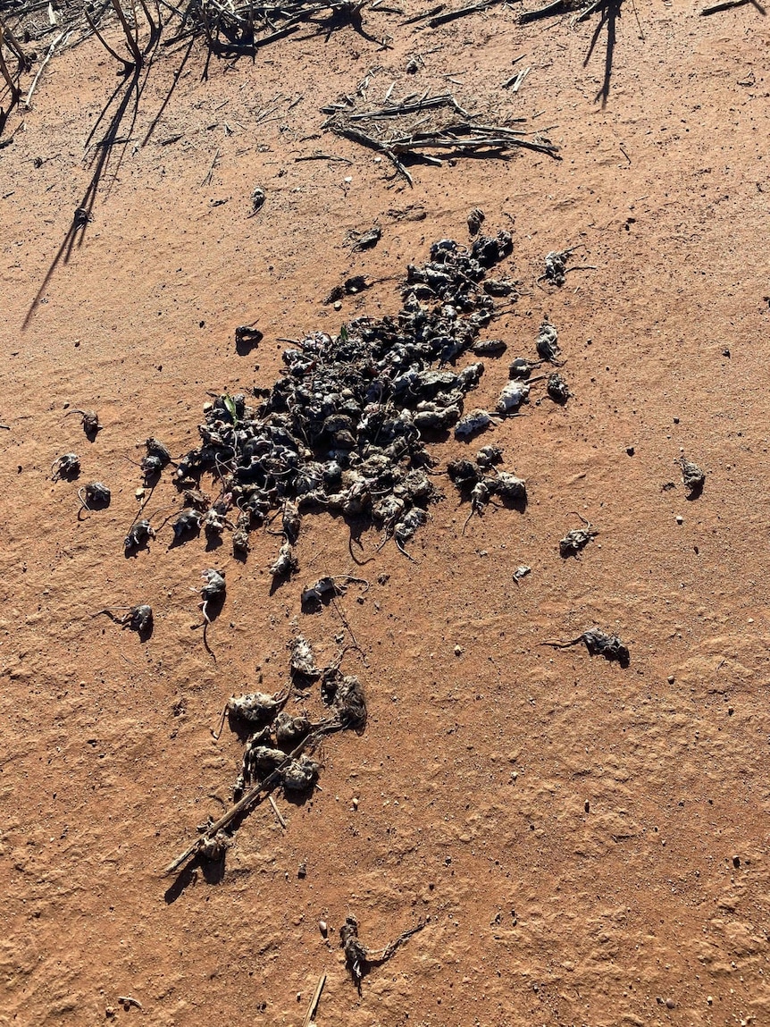 Dead mice on a farm in New South Wales