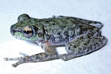 A close shot of the peppered tree frog. Frog is slime green with a grey belly and black spots.