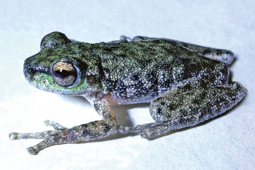 A close shot of the peppered tree frog. Frog is slime green with a grey belly and black spots.