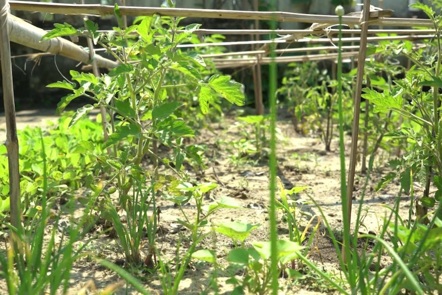 Bright green plants in a vegetable garden.