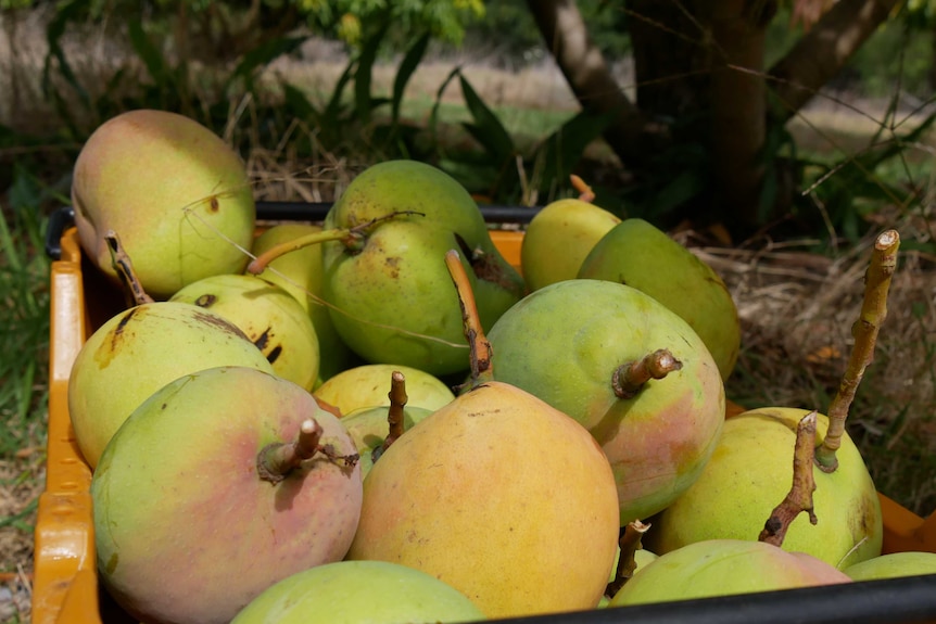 Mangoes picked straight from the tree sit in carton