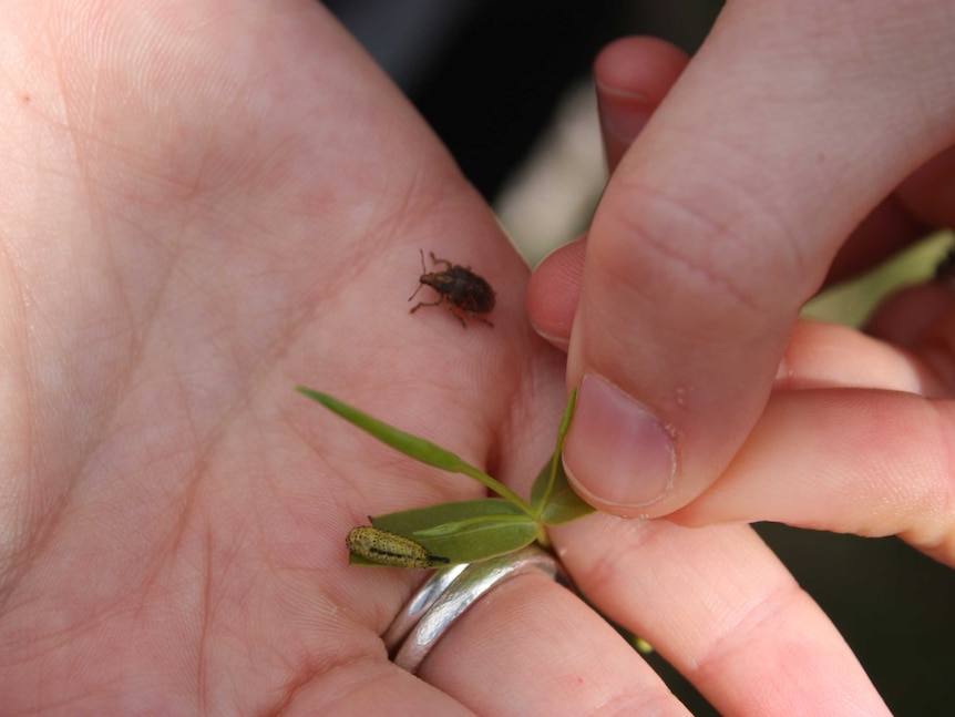 Weevil Insect