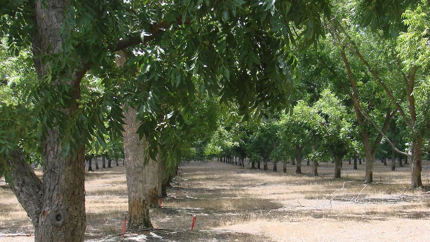 07 Pecan Orchard