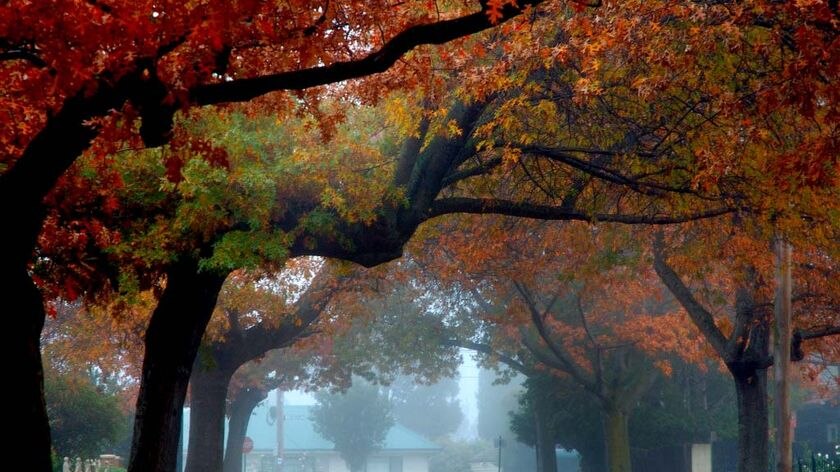 Colourful autumn trees are shrouded in mist