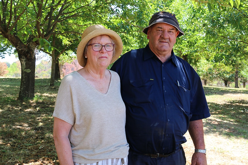 A man and a woman stand in a chestnut grove.