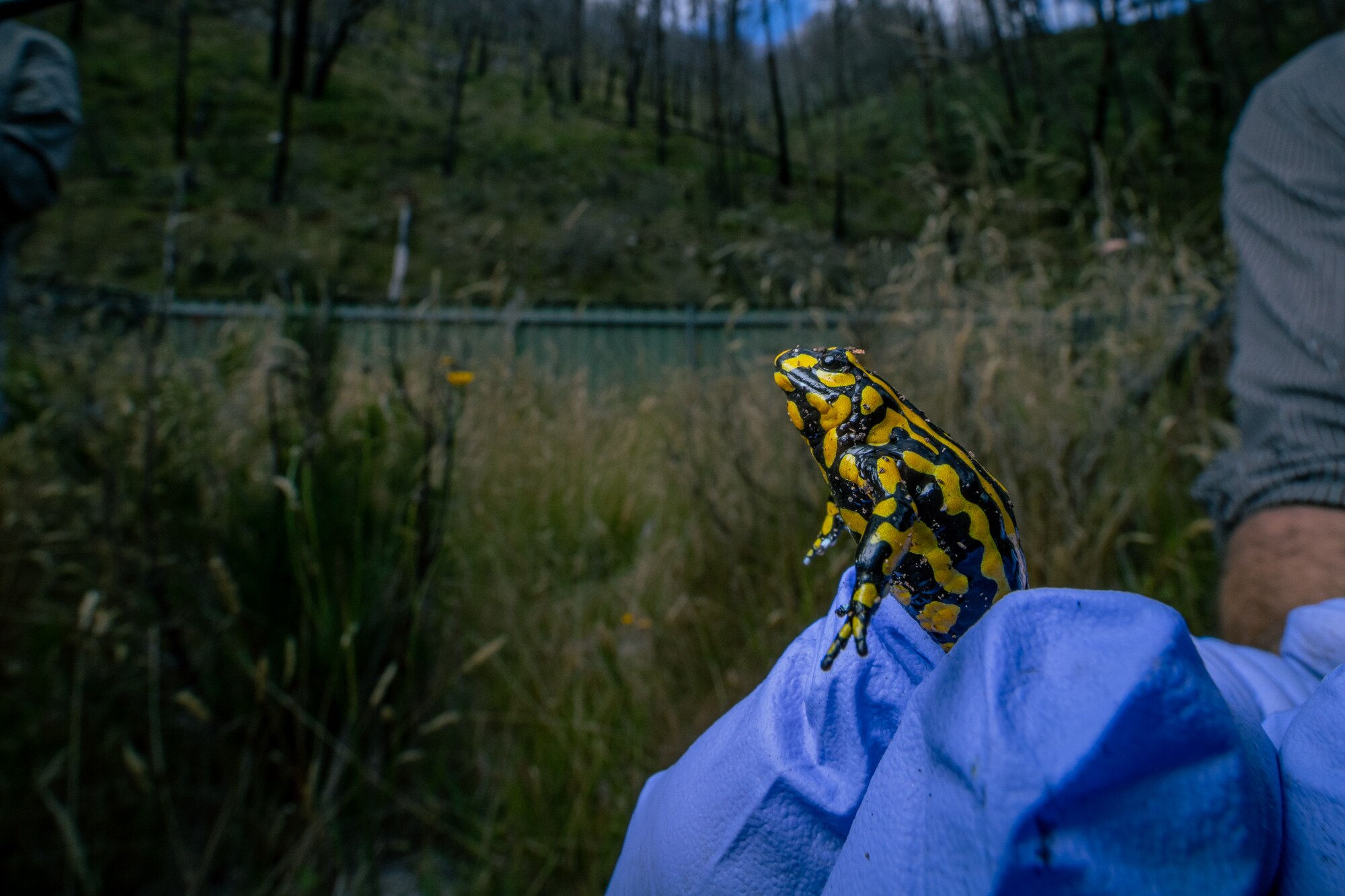 A southern corroboree frog jumping out of a glove