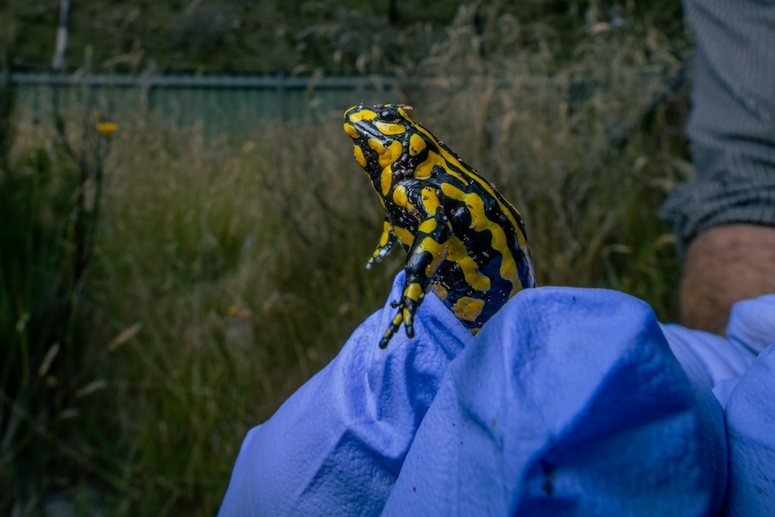 A southern corroboree frog jumping out of a glove