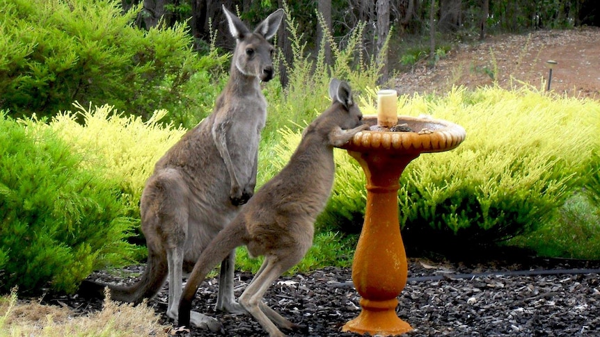 A kangaroo and her joey drink from a birdbath in the back yard of a house.