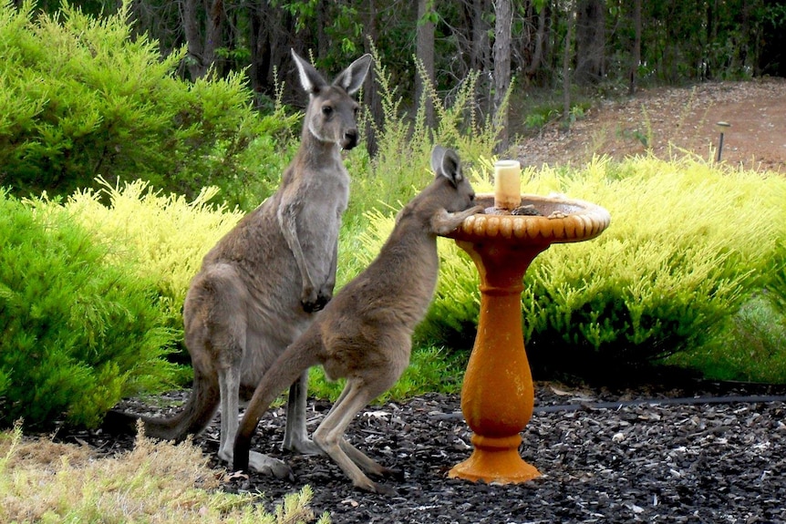 A kangaroo and her joey drink from a birdbath in the back yard of a house.