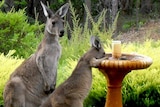 A kangaroo and her joey drink from a birdbath in the back yard of a house.