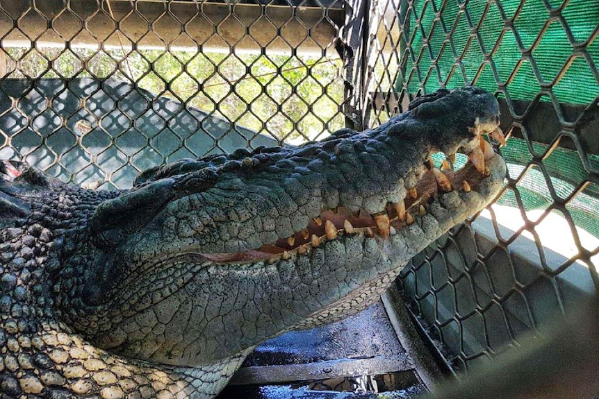 A large croc inside a trap