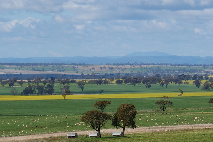 a wide landscape shot of a farm, a yellow canola crop sweeps across paddocks