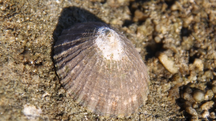 The tooth-encrusted tongue (or radula) of the common limpet breaks up rock, releasing the microscopic food within.