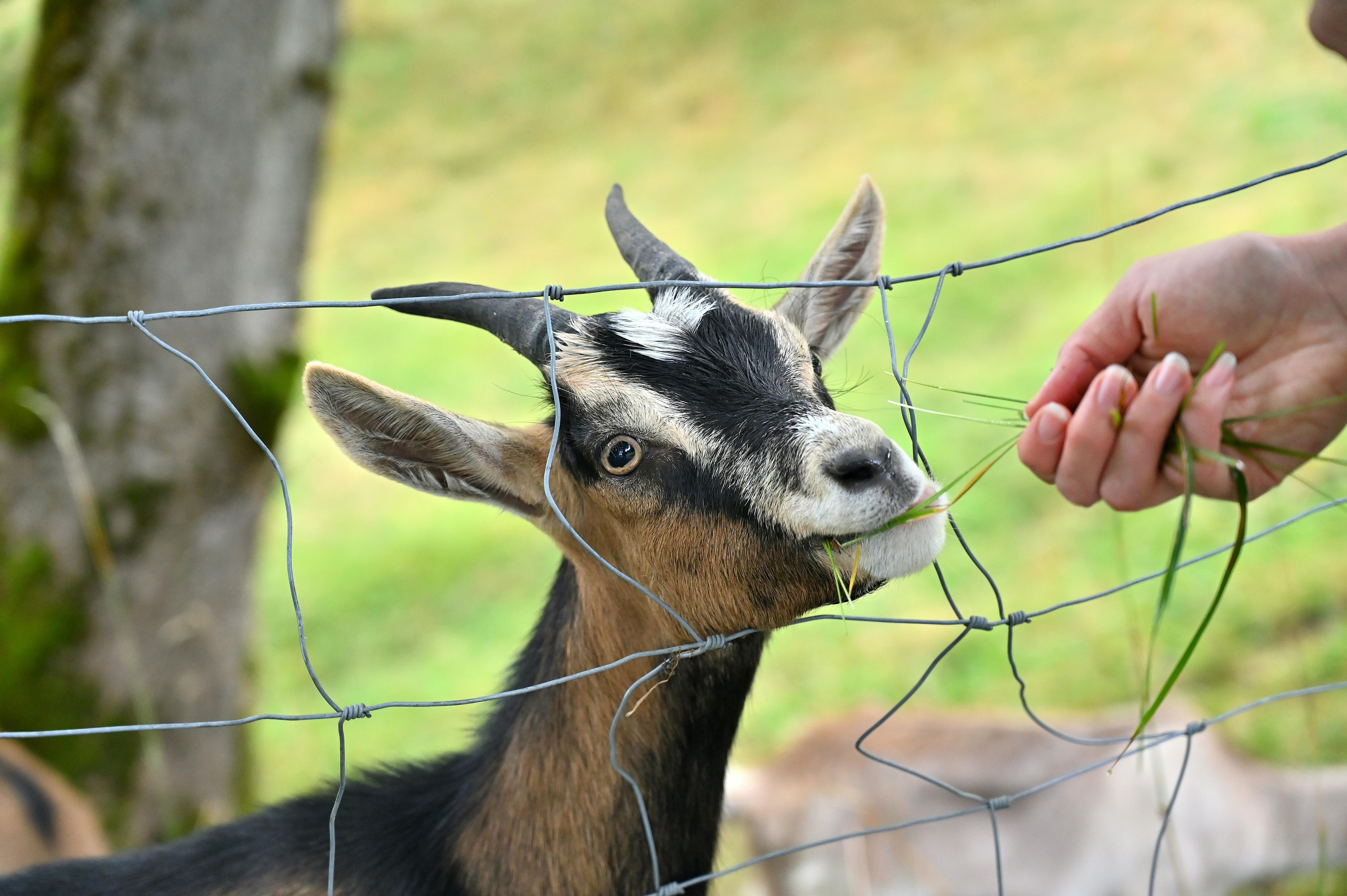 Girl's death after petting zoo visit 'very rare', health authorities say