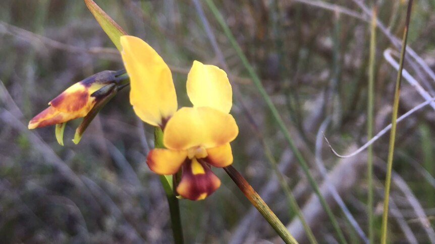 A yellow donkey orchid blooming near Ravensthorpe in Western Australia.