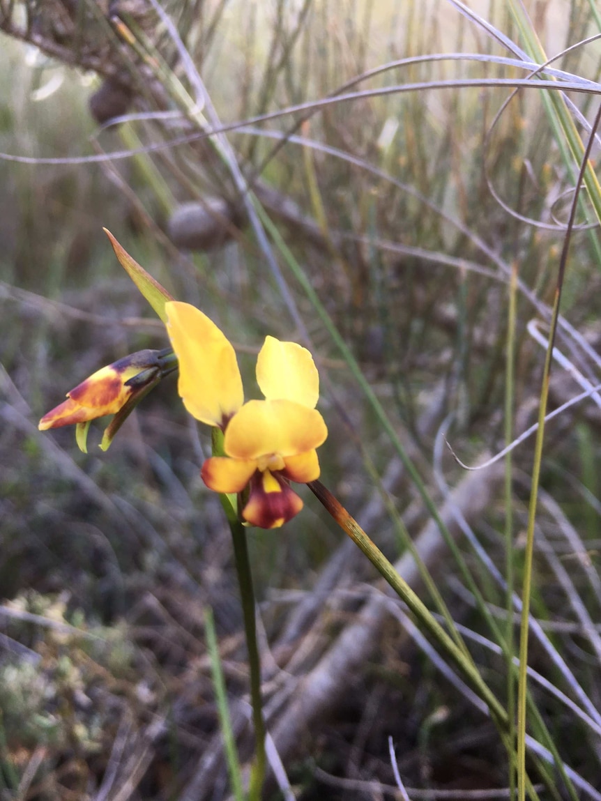 A yellow donkey orchid blooming near Ravensthorpe in Western Australia.