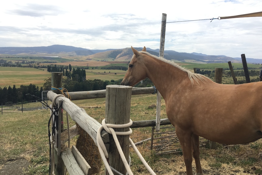 A horse stands looking out at the hilly landscape.