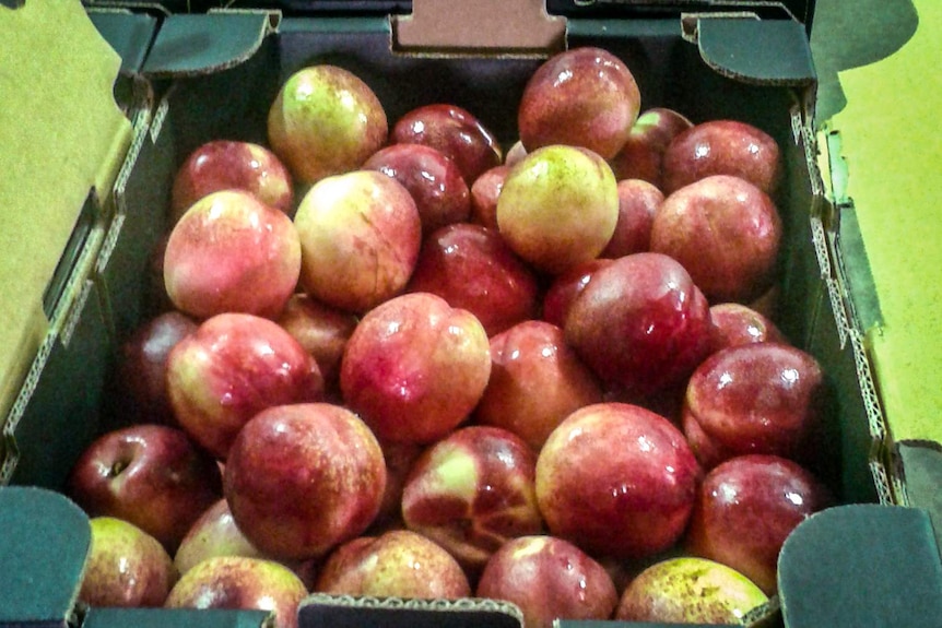 A tray of red-and-green-skinned nectarines