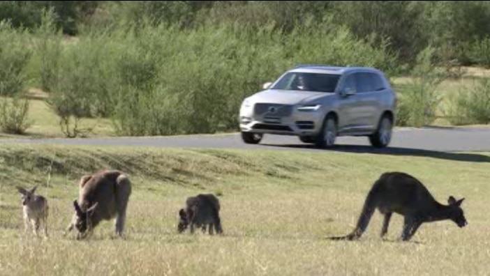 Insurance claim data shows kangaroos are behind nearly 90 per cent of animal-related collisions.