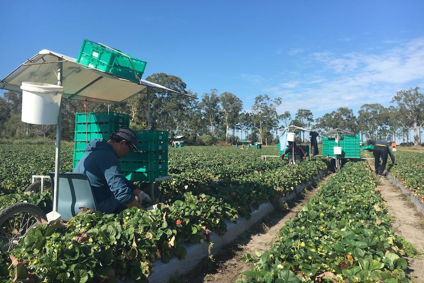 Foreign workers picking fruit in a strawberry field.