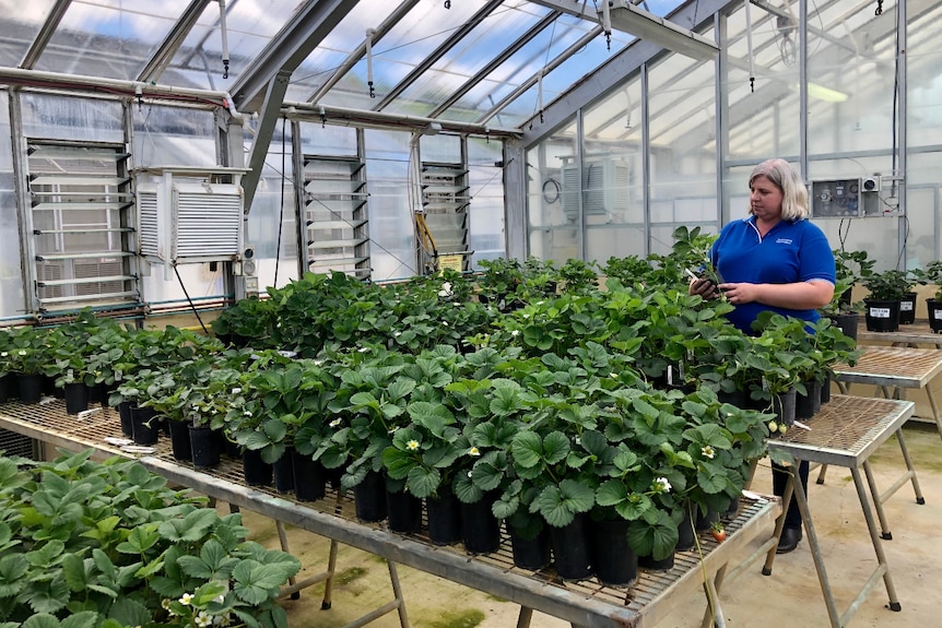 A woman looks at strawberry plants growing in pots on benches in a greenhouse.